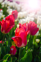 Fototapeta premium Red flowers of tulips close up nature background