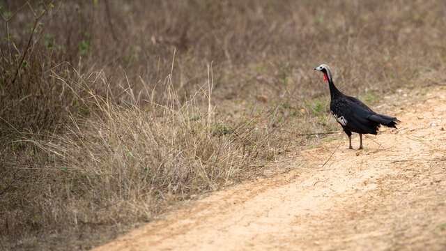 Ein Rotkehlgua quert im Pantanal eine Piste