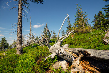 Beautiful summer landscape of Karkonosze (Giant Mountains)