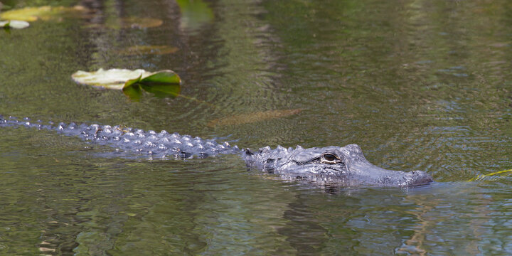 American alligator (Alligator mississippiensis), swimming beside trail in Shark Valley, Everglades National Park, Florida, United States of America, North America