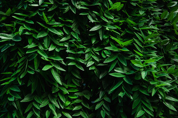 Naklejka na ściany i meble Vivid green leaves wall spring background