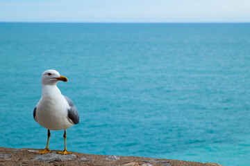 gaviotas y mar