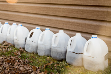 Milk jugs used for Winter seed starting for plants to be planted in the garden in the Spring. The milk jugs act as a greenhouse for the plants and encourage growth in the Spring.