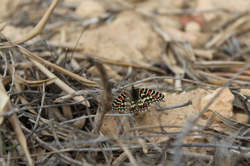 mariposa