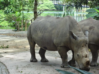 Naklejka premium White Rhinoceros 