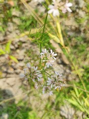 flowers in the grass