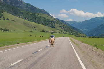 Cow in middle of road. Trip on North Caucasus. Sunny summer day. Nature and travel. Russia, Karachay&ndash;Cherkessia, near Teberda