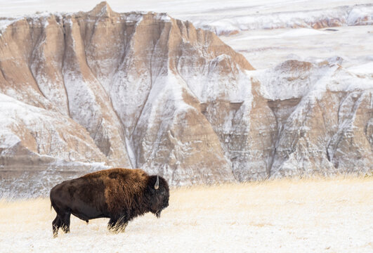 Profile of American Bison (Bison Bison) in the snow in the Badlands, Badlands National Park, South Dakota, United States