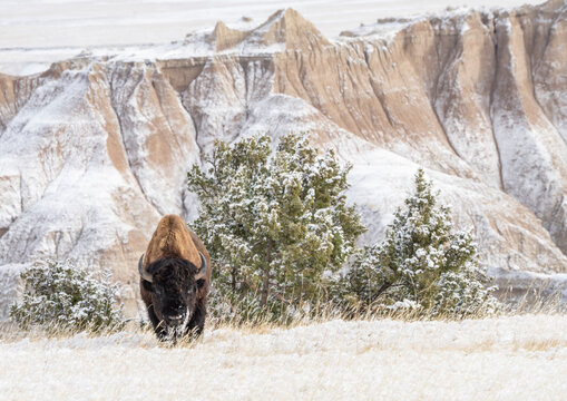American Bison (Bison Bison) in the snow in the Badlands, Badlands National Park, South Dakota, United States of America, North America