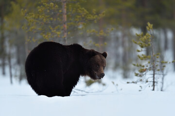Obraz na płótnie Canvas Bear on snowy landscape