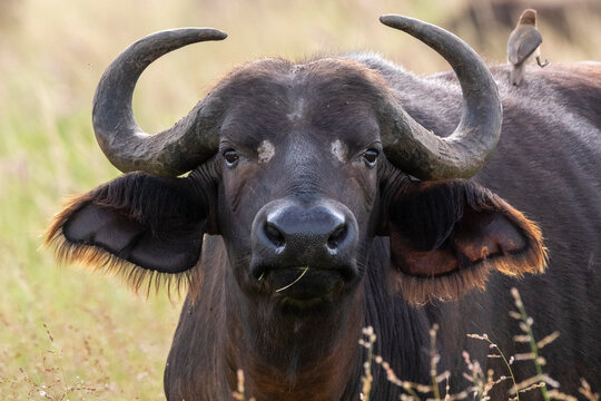 Cape buffalo (Syncerus caffer), Tsavo, Kenya, East Africa, Africa