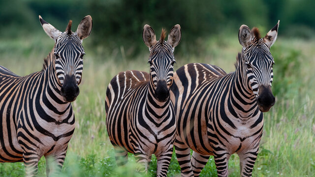 Grant's zebra (Equus quagga boehmi), Tsavo, Kenya, East Africa, Africa
