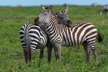 Plains zebras (Equus quagga), Ndutu, Ngorongoro Conservation Area, Serengeti, Tanzania, East Africa, Africa