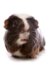 Domestic Guinea Pig