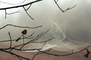 Spider web with dew on branches, cold autumn morning, blurry background, Bavaria, Germany, Europe