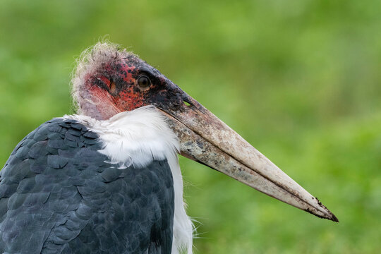 Marabou stork (Leptoptilos crumenifer), Ndutu, Ngorongoro Conservation Area, Serengeti, Tanzania, East Africa, Africa