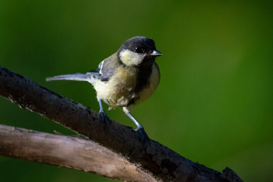 Great tit (Parus major), Notranjska forest, Slovenia, Europe