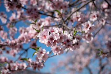 almond blossoms in the spring