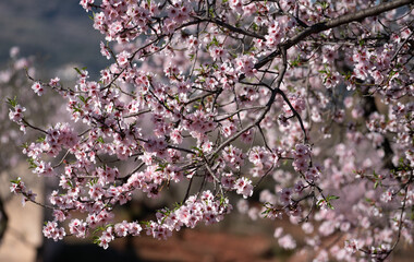 almond blossoms in the spring