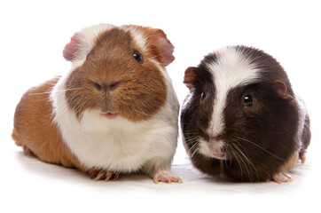 Domestic Guinea Pigs