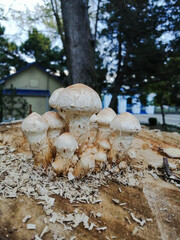 mushrooms in the snow