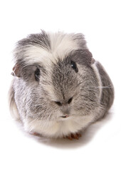 Domestic Guinea Pig