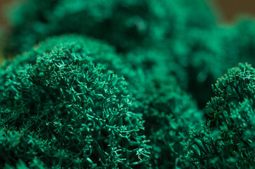 Colored designer decorative moss