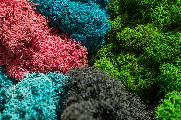 Colored designer decorative moss