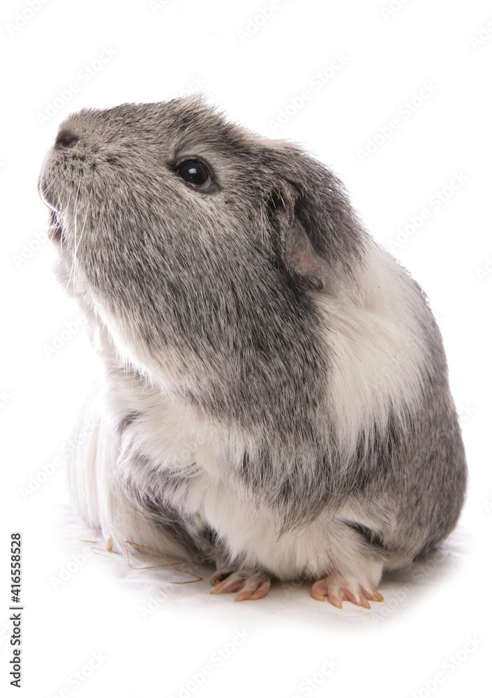 Wall mural domestic guinea pig