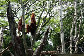 Orangutan green forest background - オランウータン