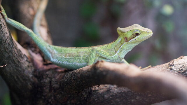 Laemanctus longipes, casquehead iguana, green conehead lizard sitting on branch