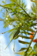  green grasshopper sitting on a window pane