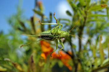  green grasshopper sitting on a window pane