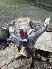 deer skull on the ground