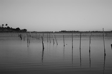 seagulls on the pier