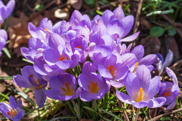 Close up of blooming crocuses in the castle park of Wiesbaden / Germany on a sunny spring day 