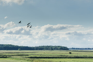 Kraniche im Flug über Wiese am See
