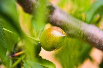 Peach trees covered with wild peaches