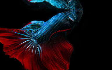 betta fish in black