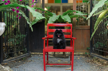 Black Pomeranian Spitz Furry smiling in the outdoor park in the summer of lovely beautiful 
