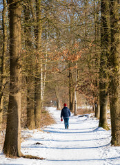 Winter scene with snow and wanderer in the forest
