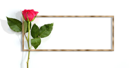 Single rose on white background. Beautiful red rose in golden frame. Place for text. Mock up