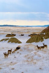 Deer herd in winter snow desert landscape in the badlands