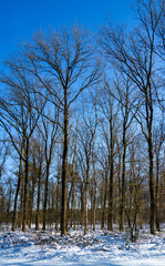 Winter scene with snow in the forest
