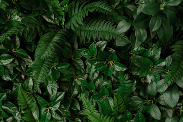 closeup nature view of green leaf and palms background. Flat lay, tropical leaf Used as a background