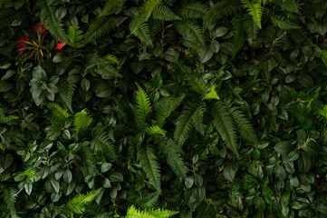 Fototapeta na wymiar closeup nature view of green leaf and palms background. Flat lay, tropical leaf Used as a background