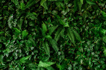 Fototapeta na wymiar closeup nature view of green leaf and palms background. Flat lay, tropical leaf Used as a background