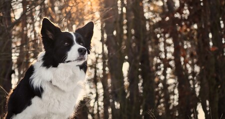 Head of Cute Border Collie in Sunny Forest. Adorable Black and White Dog in the Woods.