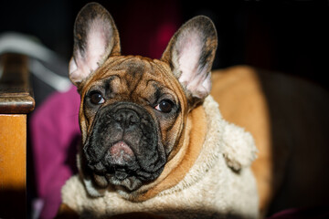 french bulldog puppy 