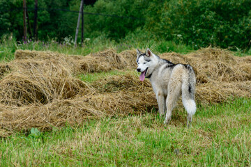 Siberian Husky walks on a freshly mowed field.